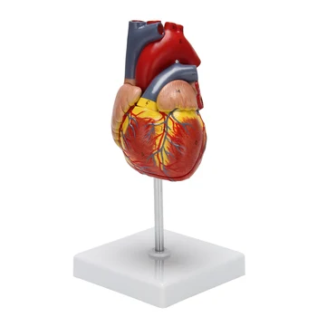 Моделът на човешкото сърце е 1: 1, анатомично точно модел заболявания, анатомия на човешкия скелет в реален размер За показване в класната стая партии